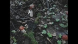 грибной сезон.mp4