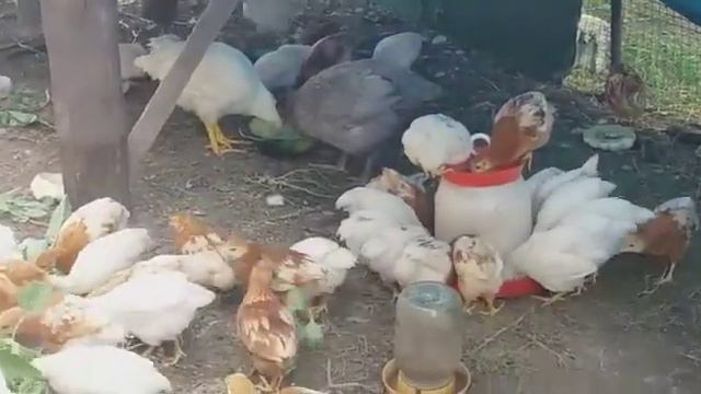 Домашнее содержание птицы.Как подросли наши цыплята.🙌 смотреть онлайн