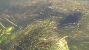 pike attacks man (щука нападает на человека)