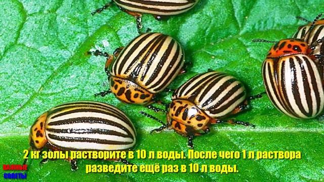 КОЛОРАДСКИЕ ЖУКИ ДОХНУТ НА ЛЕТУ! СПАСАЕМ КАРТОФЕЛЬ БЕЗ ХИМИИ! смотреть онлайн