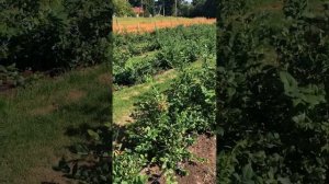 ГОЛУБИКА:- ХРУЩ! Как я спас и восстановил плантацию!