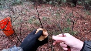 Рядовка серая  и зелёная! Грибы в октябре2023!