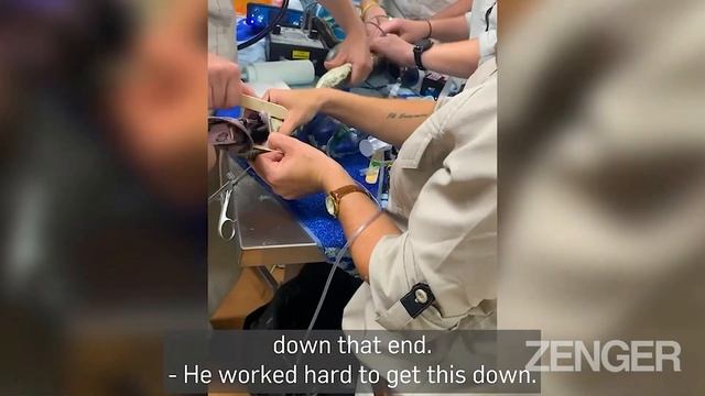 WONKY PYTHON: Vets Save Stricken Snake After It Swallowed Dog Harness