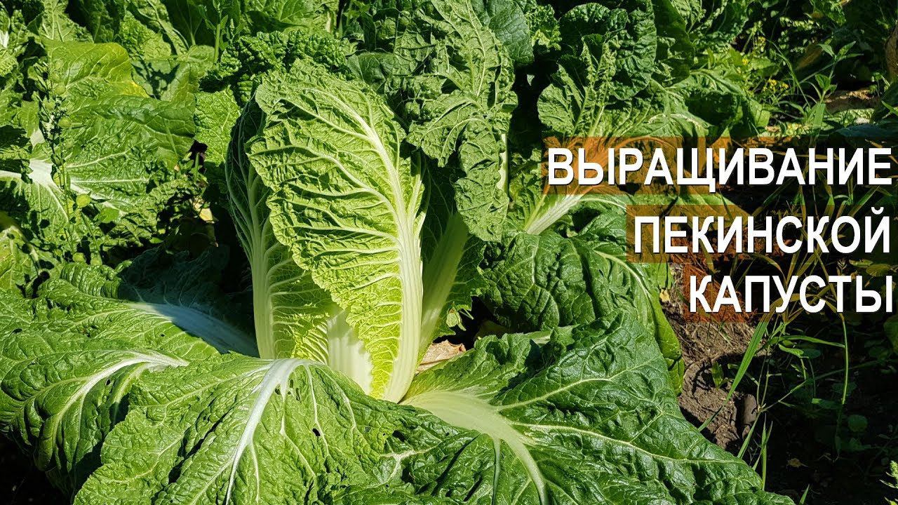 Как растить капусту пекинскую в огороде