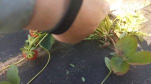 НСД сорт клубники постоянного плодоношения - Кабрилло