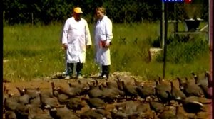 Разведение цесарок