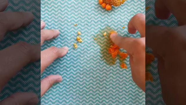 Harvesting Anthurium Clarinervium Seeds смотреть онлайн