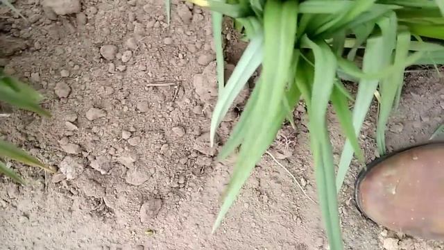 Окультуриваем грядку с малиной. Часть 2 смотреть онлайн