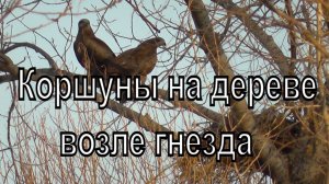 Пара коршунов на дереве возле гнезда. Коршун. Птицы Сибири.