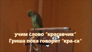 Ожереловый попугай учится говорить