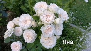 Роза спрей. ЯНА. Обзор.2021г