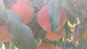 Персик Харроу Б'юті. Peach Harow Bеаuty. Надійний, морозостійкий канадець.