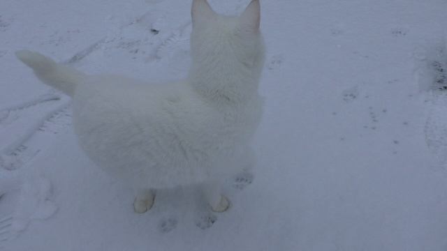 ЧТО ТАМ?.Видео Татьяны Крестьянсковой