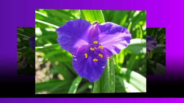 Традесканция, Маргаритки, Настурция. Tradescantia, Marguerite, Nasturtium. смотреть онлайн