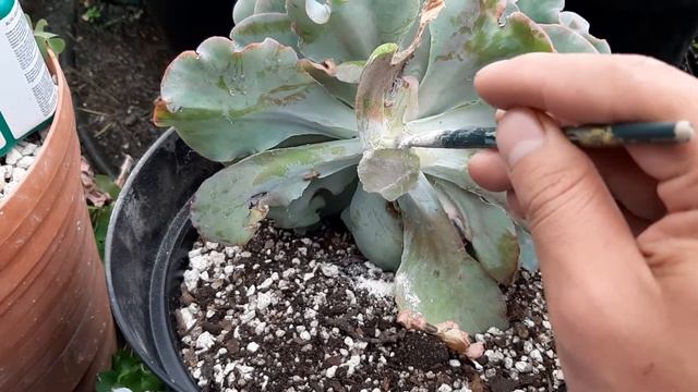 echeveria giant blue curls смотреть онлайн