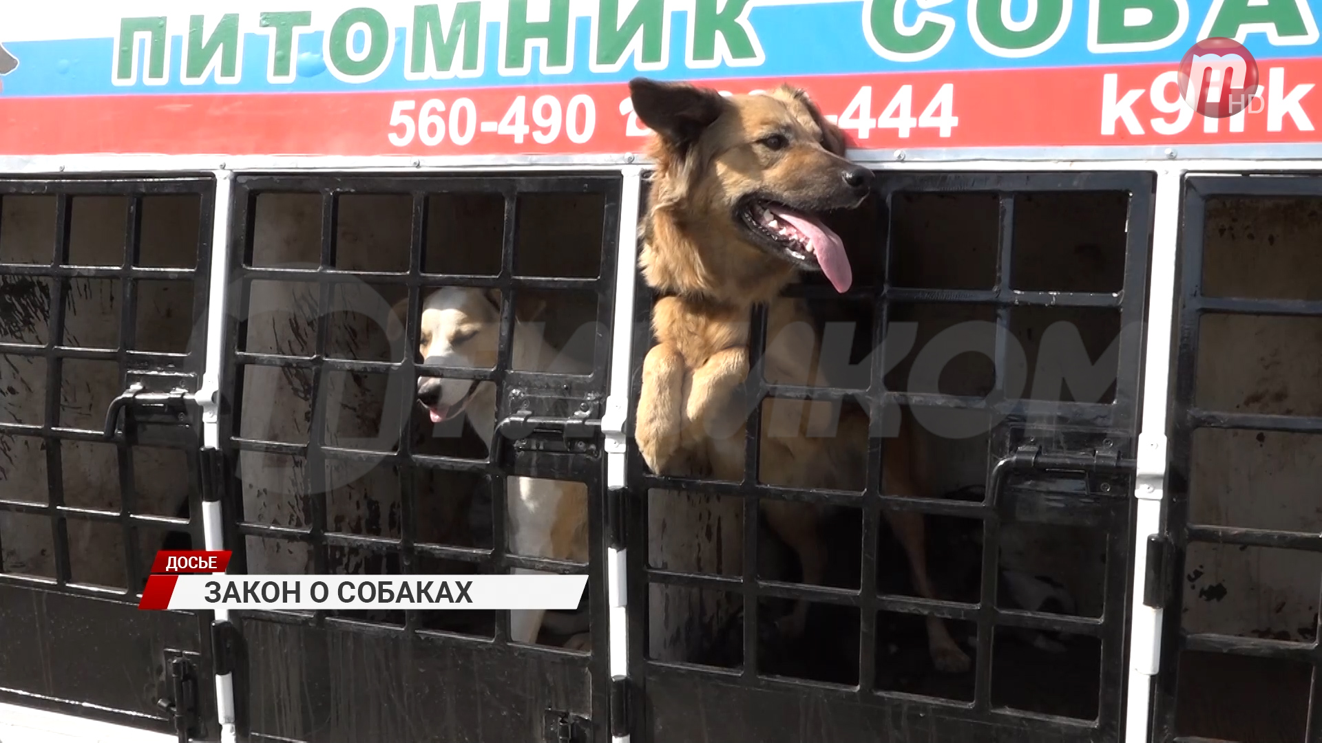 Бездомные собаки. Приют для бездомных животных. Усыпление собаки бродячих. Бездомный пес.