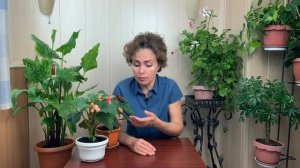Болезни БЕГОНИИ причины и способы лечения.