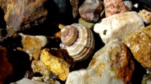 Раковины морских улиток в выбросах на  берегу