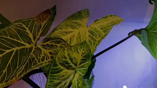 Syngonium/ Indoor Outdoor Plant/ Arrowhead Plant / Air purifying Plant/ Beginners easily can grow