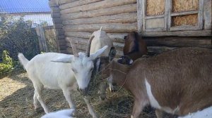 Как решиться завести козу?