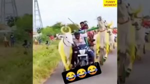 Забавные животные Топ-50 вирусных видео Часть-2, Смешные собаки, Кошки, Домашние животные И вирусные