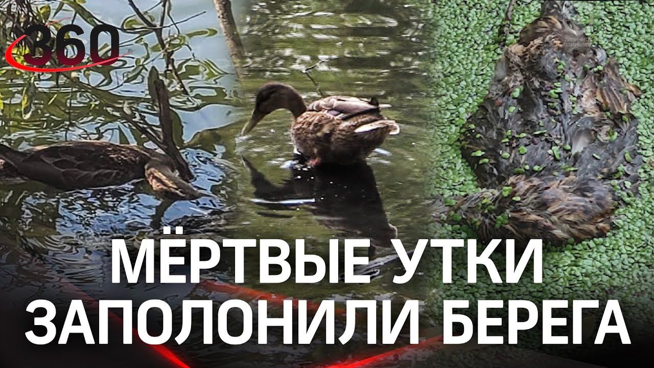 Утиный мор в Подмосковье