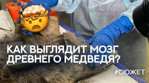 Ученые вскрыли тушу древнего медведя