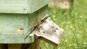 Как обезопасить пчел от отравления
