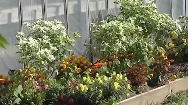 Об опасности заражения западным цветочным трипсом растениеводческой продукции смотреть онлайн