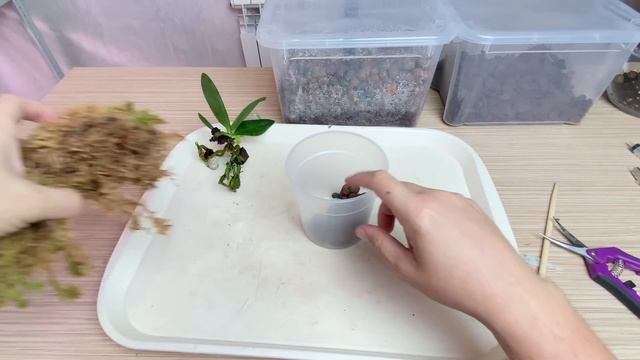 пересадка орхидеи и стимуляция обмена веществ в орхидее / орхидея на естественном фитиле Легато смотреть онлайн