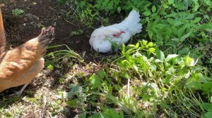 Garden Chicken Coop UK - Pets Imperial Chicken Coop - Dust bath time