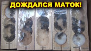 Дождался покупных маток!