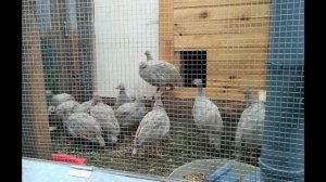 Цесарки от яйца до яйца, дорога длиной 7 месяцев.