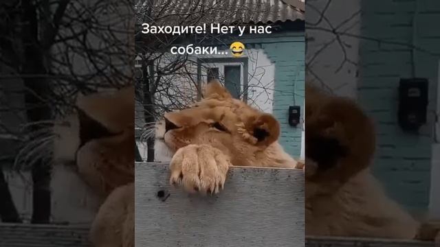 Когда привезли своего котейку бабушке на лето