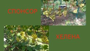 @Какой виноград посадить в 2020, Спонсор или Хелену