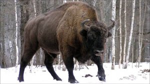 Русский зубр (дикий бык). Рассказывает журналист Яна Розова. 30 мая 2018 года.