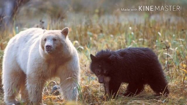 Почему я такой тупой? Меня оскорбляют! О матче Германия-Мексика, Томасе Эдисоне и многом другом смотреть онлайн