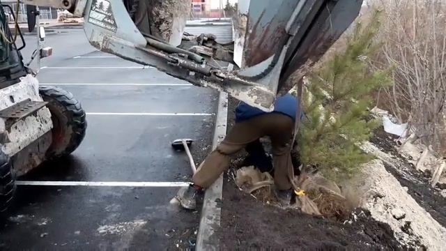 Пересадка сосен на OK SALUT смотреть онлайн