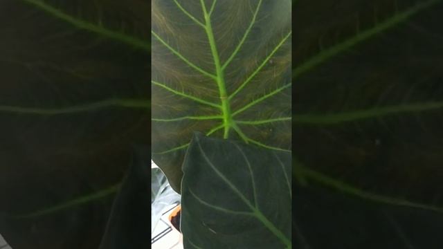 Alocasia Regal Shields! Гигантская алоказия Регал Шилдс! Пересадка алоказий.