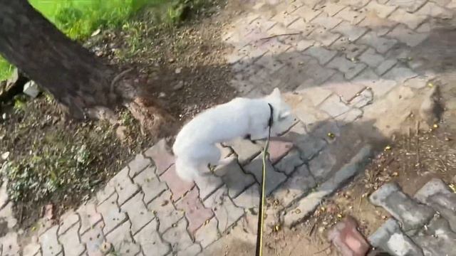 Daisy Aaj Ghar Se Bagh Gyi ?? !! GDS Vlogs смотреть онлайн