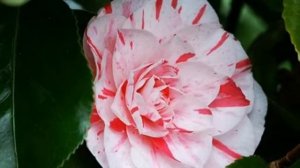 Цветочный гороскоп.Знаки Зодиака.Весы.