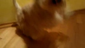 Пшеничный шотландский (скотч) терьер