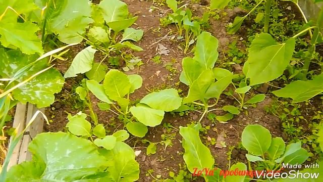 КАПУСТА в открытом грунте// Уход, Полив, Подкормка/ 06.07.18. Московская обл. смотреть онлайн