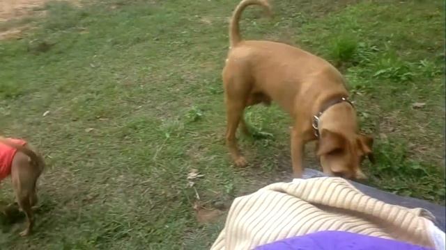 Собака обосрака смотреть онлайн