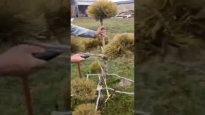 Ниваки из обычной сосны / своими руками/ дома / стрижка ели / #домисад #огород #таке