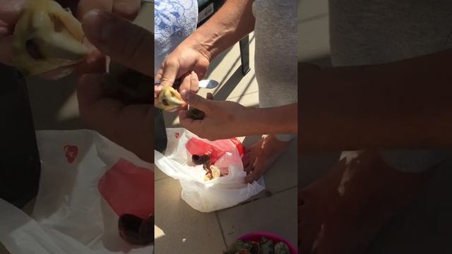 Как достать рапан с раковины смотреть онлайн