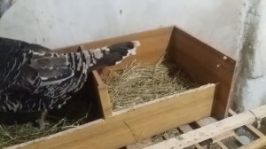 #индюки#хозяйство#куры Бронза 708. Обзор моего племенного мини стада.