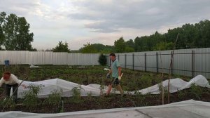 влог# подвязываем помидоры по методу Миняевой