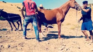 Super mura donkey meeting - Donkey breeding horse first time  - Donkey breeding horse first time