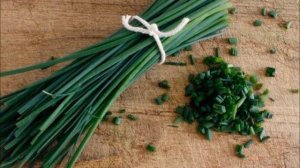 Крупноплодный лук-шалот  сорта ЗВЕЗДА